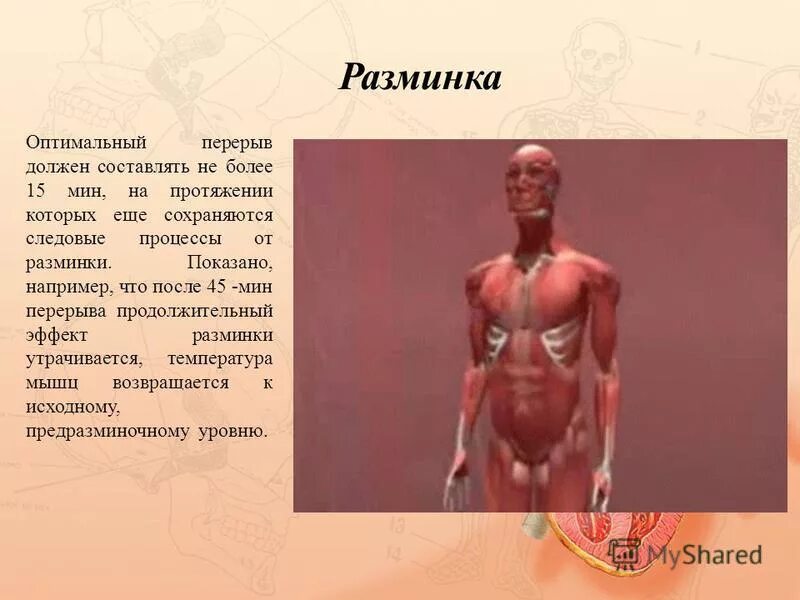 какую работу в организме выполняют мышцы. какую работу в организме выполняют мышцы. какую работу выполняют мышцы. мышечная система особенности и функции. поперечно полосатая ткань образует скелетные мышцы.