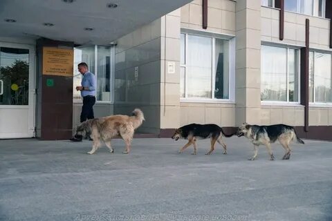 Собаки в узловой