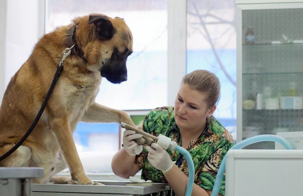Ветеринарный врач реабилитолог москва. Ветпрофальянс. Ветеринарные реабилитологи. Ветеринарные реабилитологи. Prom ветеринарная реабилитация.