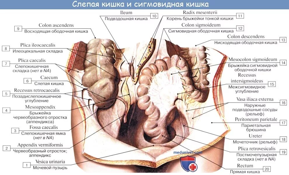 Подвздошно слепокишечное углубление. Межсигмовидное углубление. Сумки брюшины топографическая анатомия. Нижний этаж брюшной полости топографическая анатомия. Брыжейка тонкой кишки латынь.