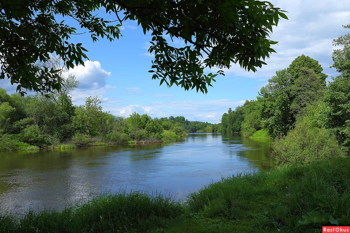 растения и животные реки клязьма. растения реки клязьма растения. растения реки клязьмы. растения реки клязьмы. цапля река клязьма.