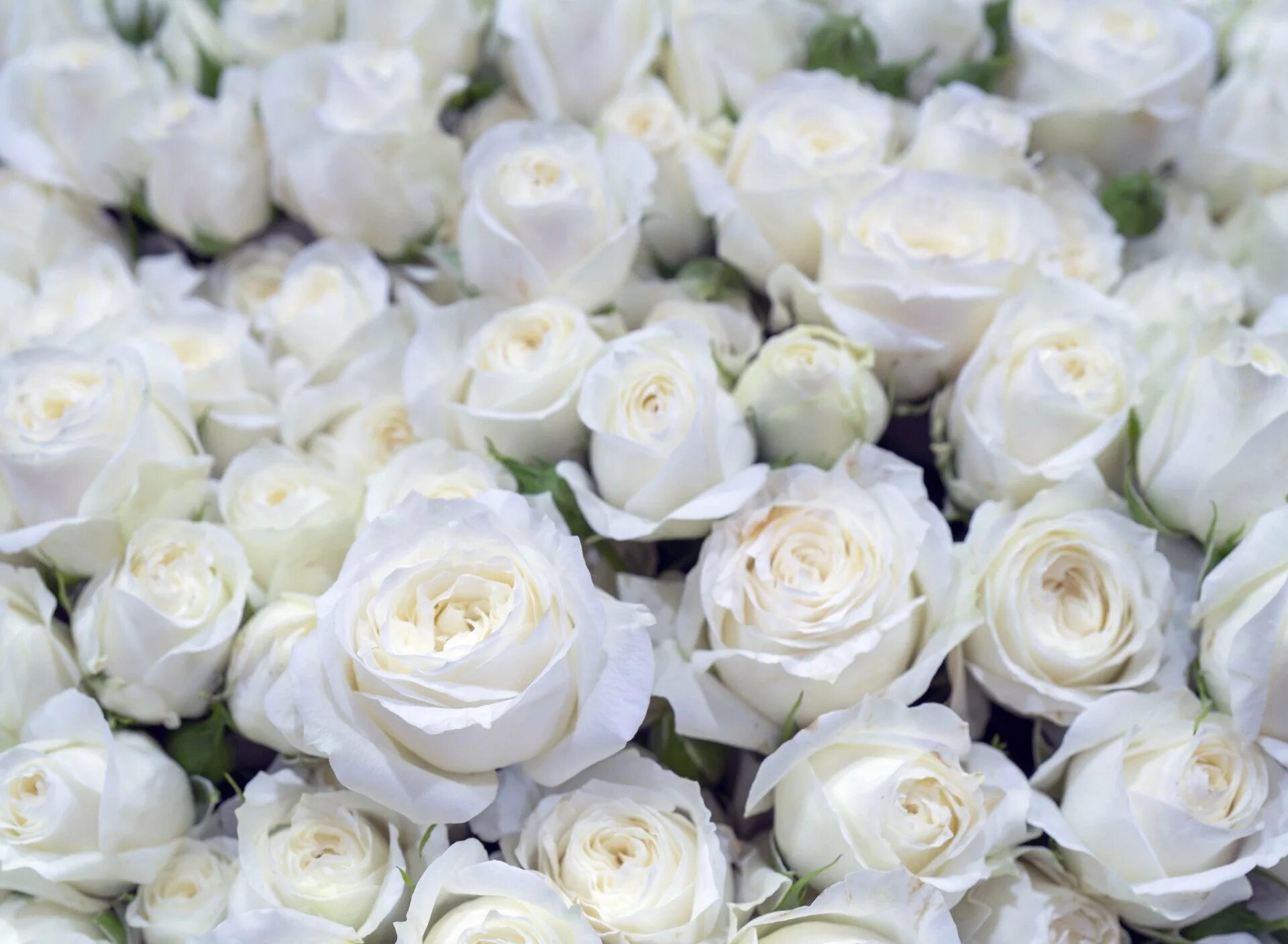 White. Роза Эшли белая. Вайт Роуз. Белые розы. Красивые белые розы.