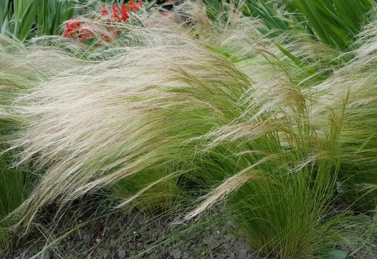 Ковыль тончайший (stipa tenuissima). Ковыль условия выращивания. Ковыль тончайший (stipa tenuissima) "angel hair". Ковыль красивейший (stipa pulcherrima). Ковыль условия выращивания.