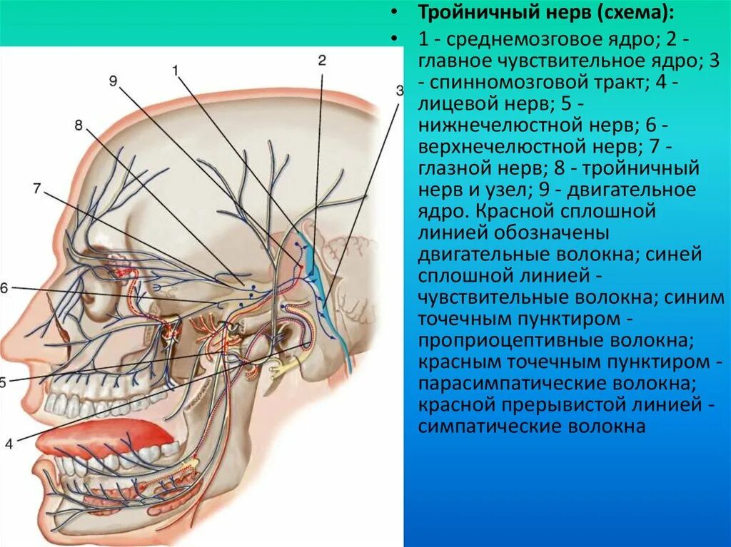 Можно греть тройничный нерв