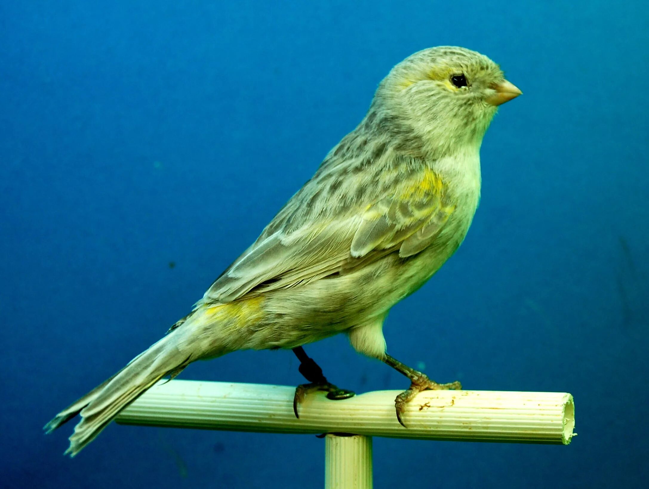 Canary перевод. Канарейка кенар. Певчая птичка канарейка. Кенар певчий. Хохлатая канарейка голубая.