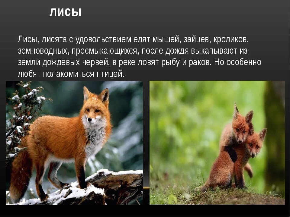 В какой природной зоне не встречается лисица. Чем питается лиса. Лиса где живет чем питается. Лиса чем питается где обитает. Где живут лисы Страна.
