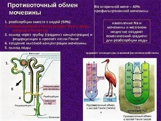 Вторичная мочевина