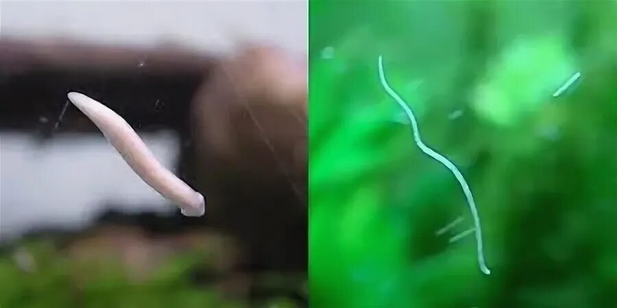 Белые длинные черви. Планария аквариумная. черви в аквариуме нематоды. аквариумный червь планария. аквариумные паразиты планарии.