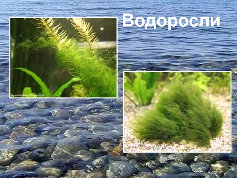 Пресноводные водоросли. Озерные водоросли. Водоросли в пресной воде. Водоросли в пруду.