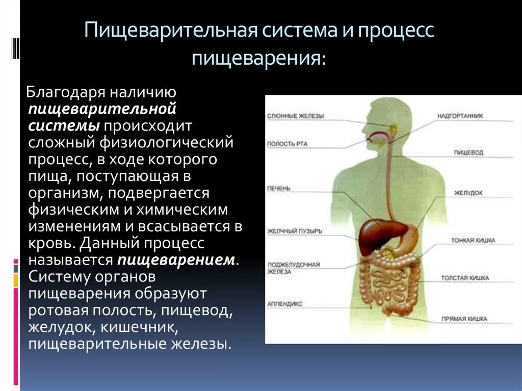 Система строения пищеварительной системы. Системы органов человека пищеварительная система. Функции пищеварительной системы анатомия. Прищеварительна ясистаема.