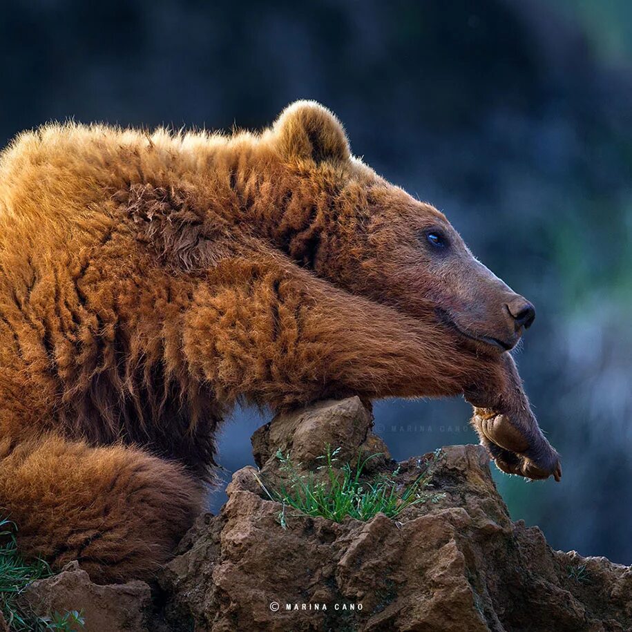 Wildlife photos. Дикие звери. Природа и животные. Медведь в природе. Dikoe jiwotnyye.