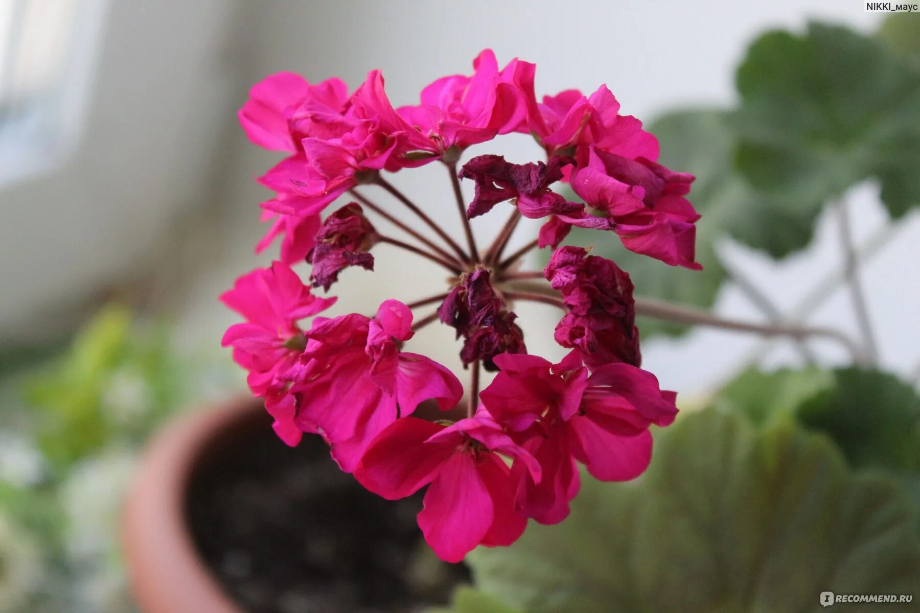 Пеларгония fe cerise polina. Пеларгония fee cerise polina. Пеларгония fee cerise polina. Герань fee cerise polina. Пеларгония cerise polina.