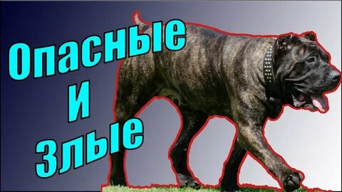 Опасны ди