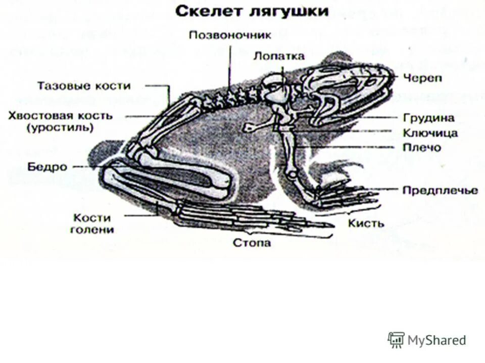 Внешнее строение рыбы и земноводных. Внешнее строение и скелет лягушки. Озерная лягушка строение скелета. Земноводные строение лягушки. Скелет лягушки 8 класс биология.