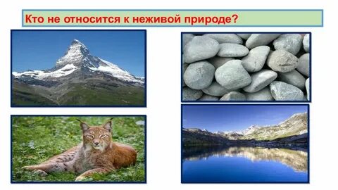 Природа кто или что