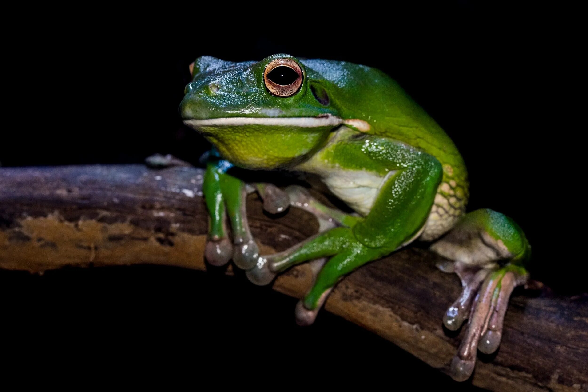 лягушка грин фрог. лягушка грин фрог. зеленая сицилийская жаба. 4 зеленый лягушка. ярко зеленая лягушка грин фрог.