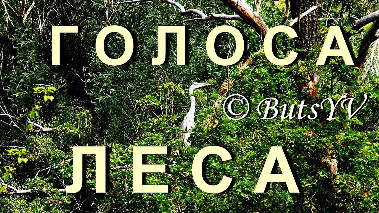 Голоса леса. Го Лос лесы. Аудиозаписи «голоса леса».. Голос в лесу. Голос леса для детей