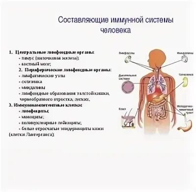 Укажите органы иммунной системы