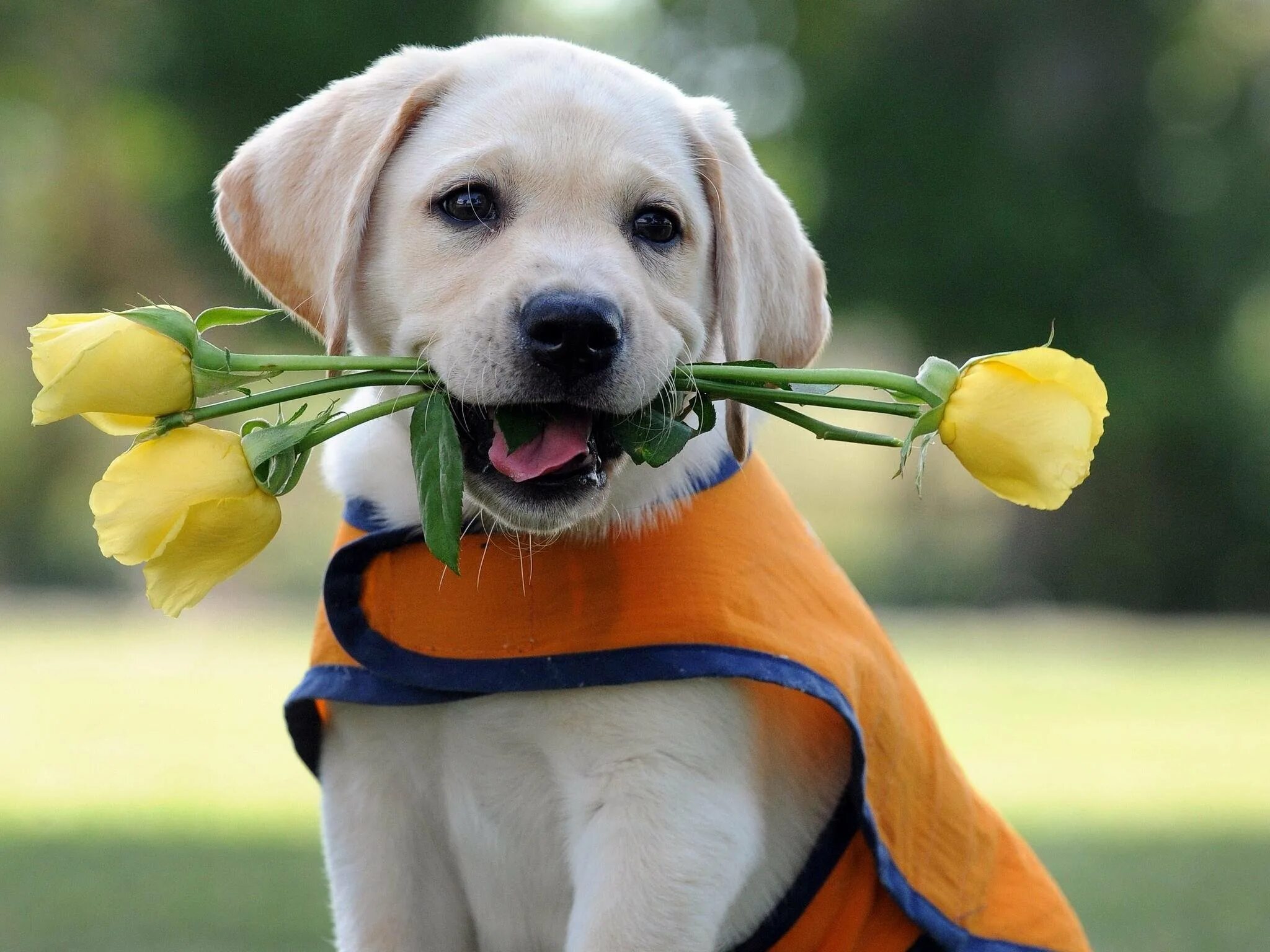 Хорошее настроение животное. Цветы собачки. Собачка с цветочком. Классные собаки. Щенок с цветами.