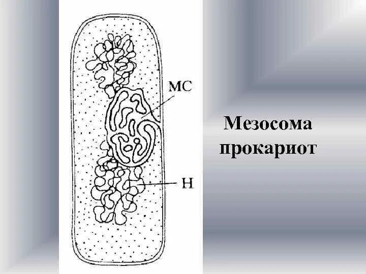 Мезосома бактериальной клетки строение. Мезосомы бактерий функции. Строение бактерии мезосомы. Мезосомы строение микробиология.