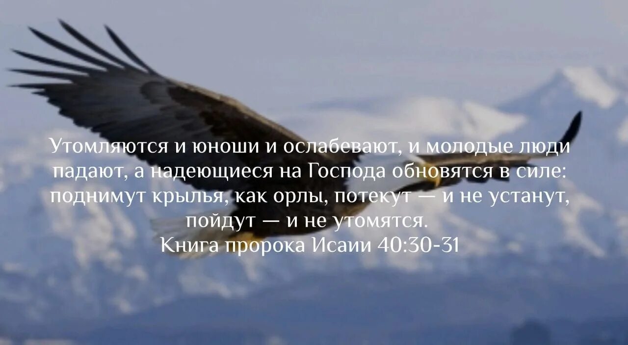 Поднимут крылья как орлы. А надеющиеся на господа обновятся в силе поднимут крылья. надеющиеся на господа поднимут крылья как орлы. надеющиеся на господа обновятся в силе.