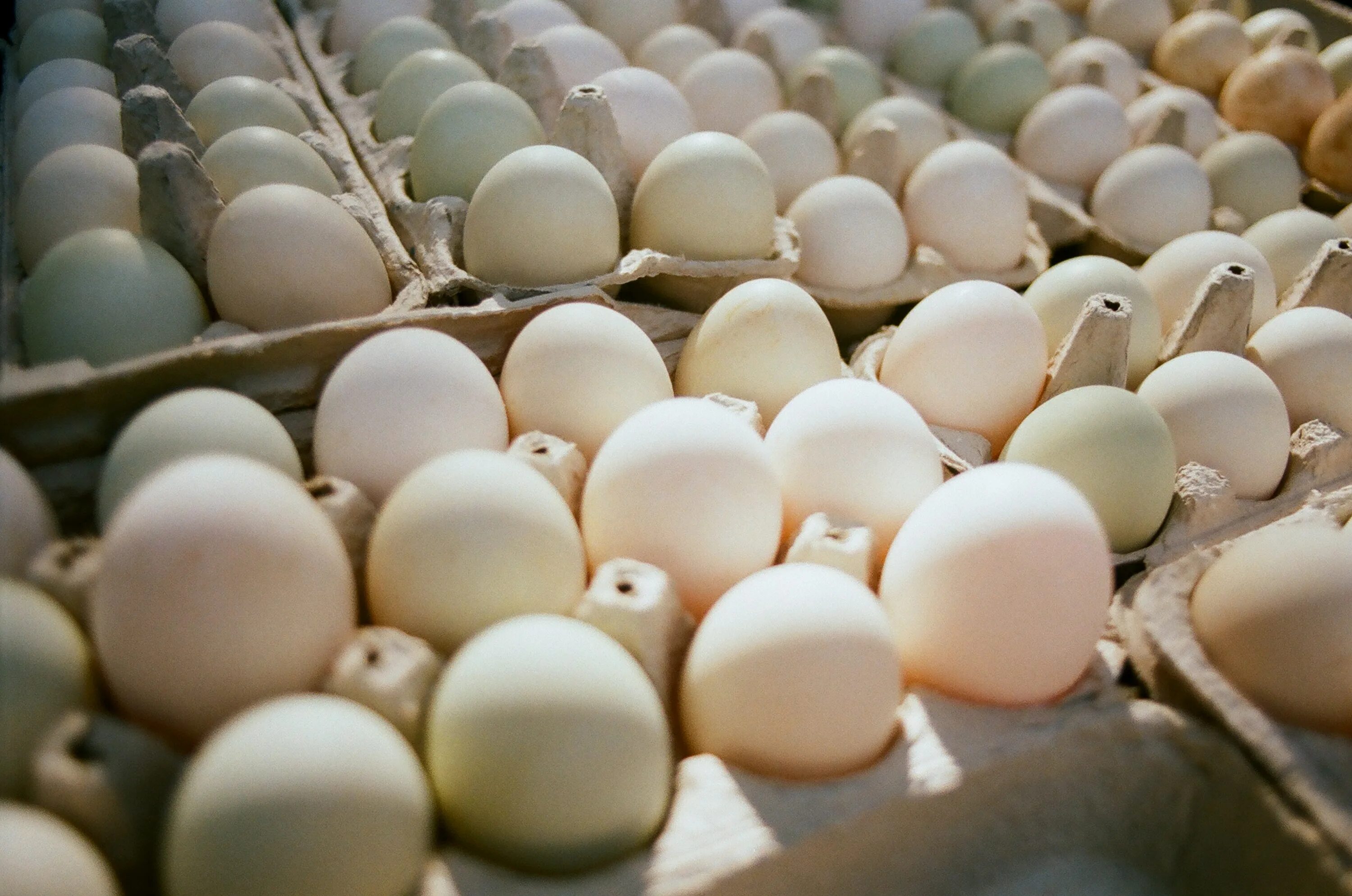 Инкубационные яйца птицы купить. Инкубационное яйцо утки. Утиные яйца. Инкубационное яйцо в коробках. Инкубаторские яйца.