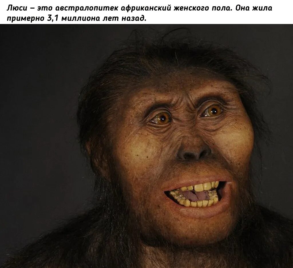 Человекообразные обезьяны гориллы. Более того они выглядят. Австралопитек и неандерталец. Борода а я думал что ты. Человек гейдельбергский homo.
