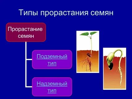Какие условия необходимы для растения семян