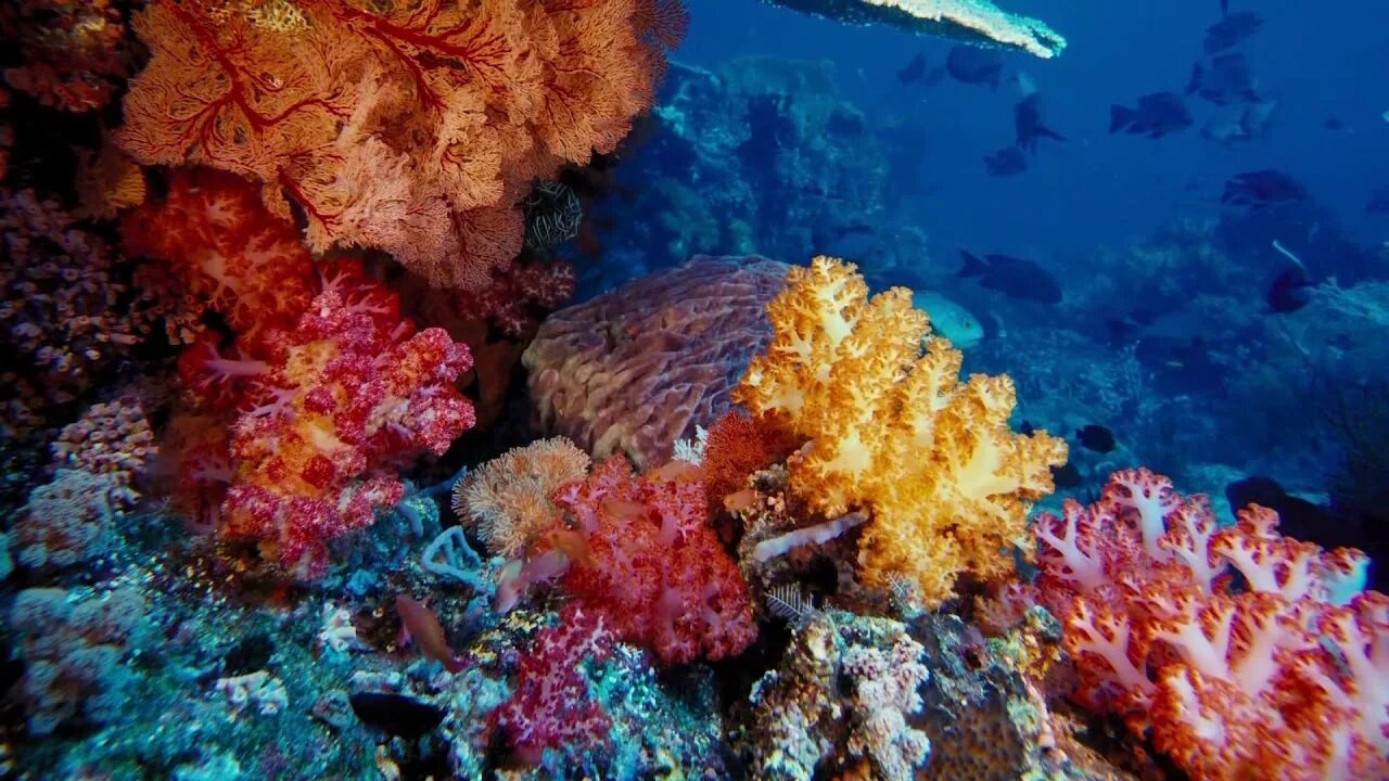 Кораллы Охотского моря. Красоты морского дна. Подводный мир красного моря. Кораллы в океане.