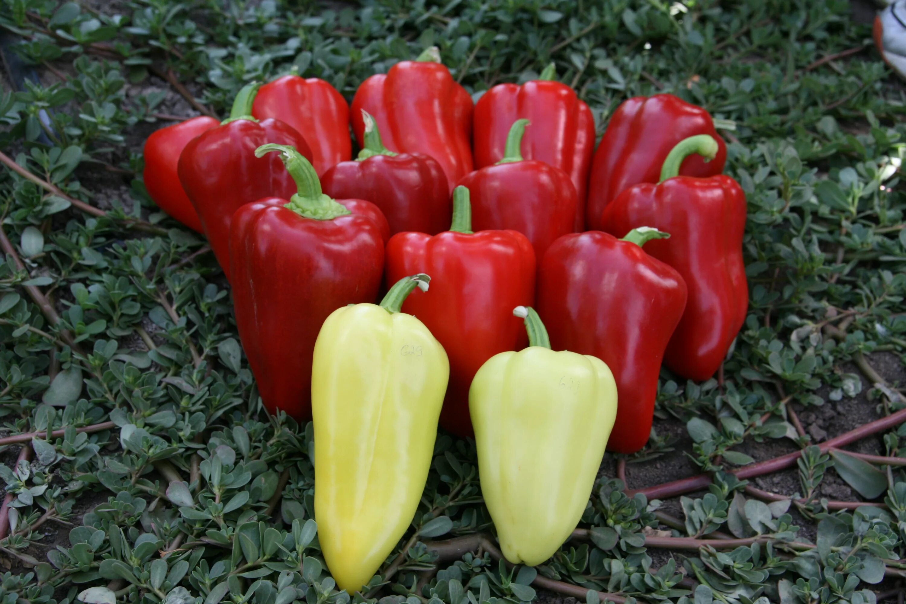 Семена перца для открытого грунта. Перец анетта f1. Перец болгарский f1. Перец сладкий аполлон f1. Перец сладкий буратино f1.