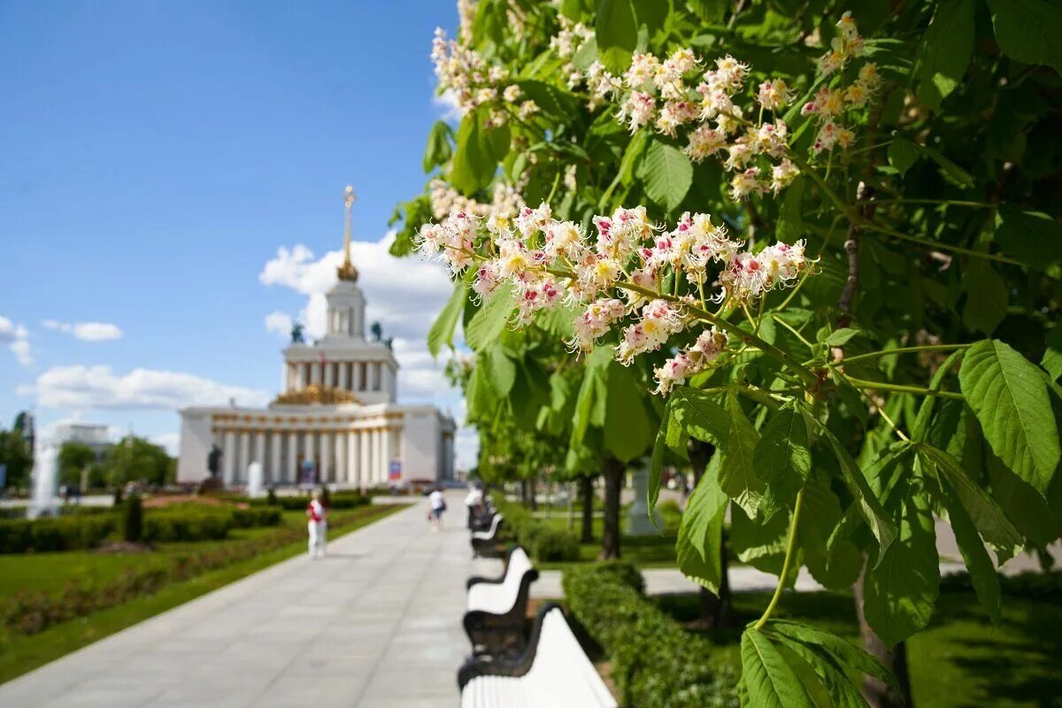 Пензенская область на вднх. Сирингарий ВДНХ. Ботанический сад Москва ВДНХ. Ландшафтный парк ВДНХ. Парк ВДНХ аллея.