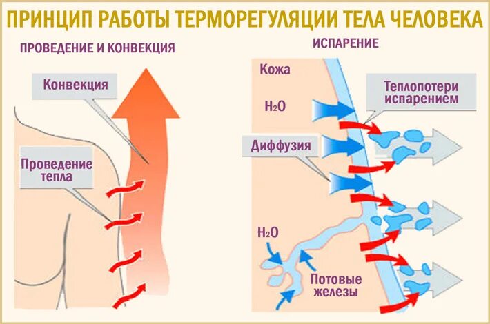 Терморегуляция организма человека. Терморегуляция тела человека. Терморегуляция потоотделение. Процесс терморегуляции организма человека. Испарение пота с поверхности кожи