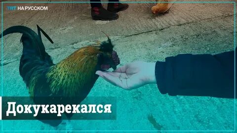 Петух падает