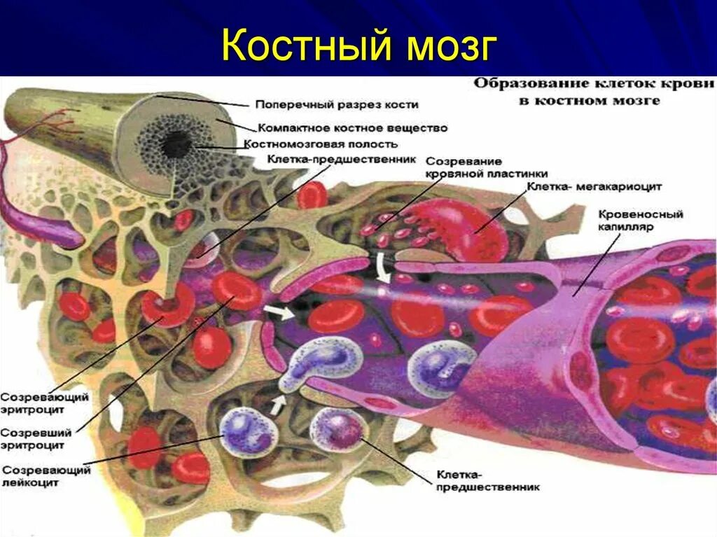 Красный мозг костей. Строение красного костного мозга иммунология. Костный мозг биология 8 класс. Красный костный мозг локализуется. Красный костный мозг схема.