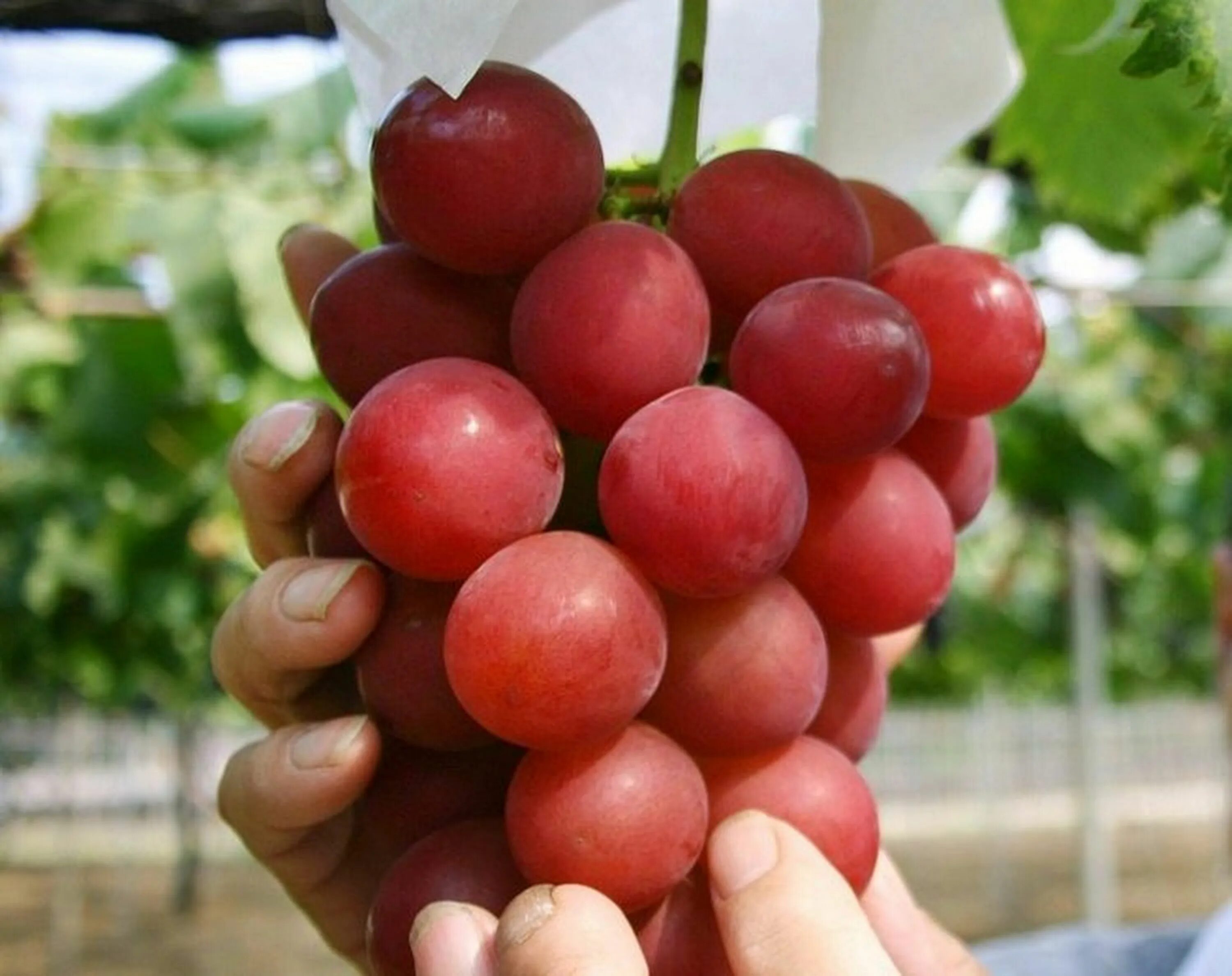 Какой сорт самый сильный. Рубиновый Римский виноград. Ruby Roman виноград. Виноград сорта Ruby Roman. Сорт винограда Римский Рубин.