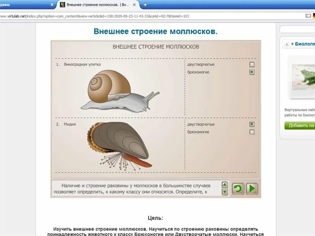 ВИРТУЛАБ внешнее строение моллюсков. Лабораторная работа изучение внешнего строения раковин моллюсков. Лабораторная работа внешнее строение моллюсков. Лабораторная работа изучение строения раковин моллюсков.