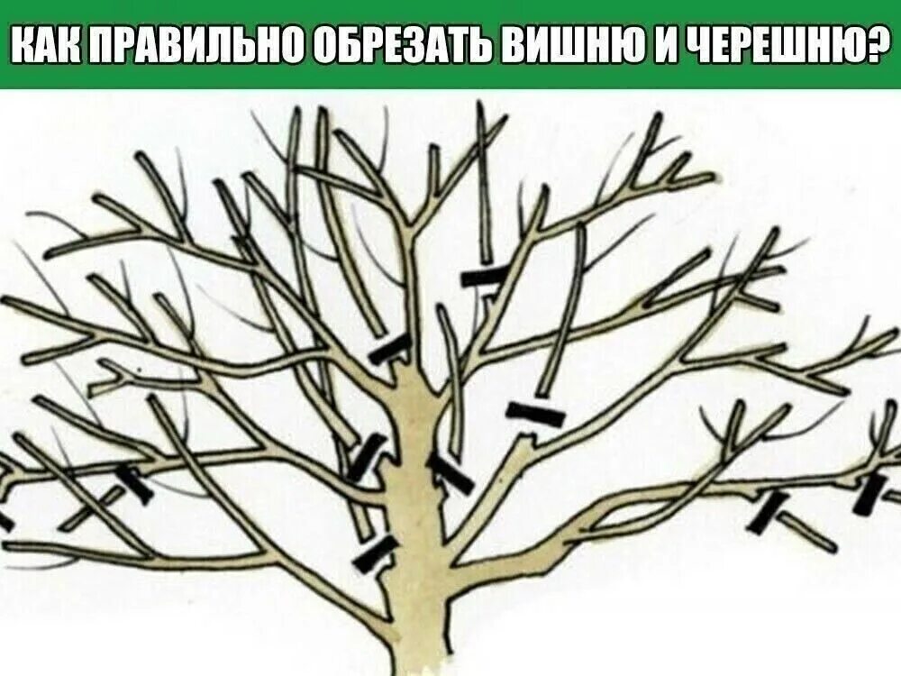 Нужно ли обрезать вишню. Обрезать черешню весной. кустовидная вишня обрезка. омолаживающая обрезка черешни. обрезка черешни весной.