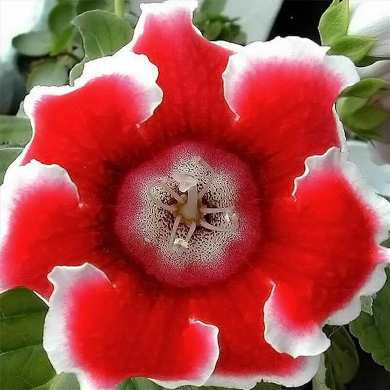 глоксиния. глоксиния выращивание. глоксиния выращивание. глоксиния родина. глоксиния домашняя.