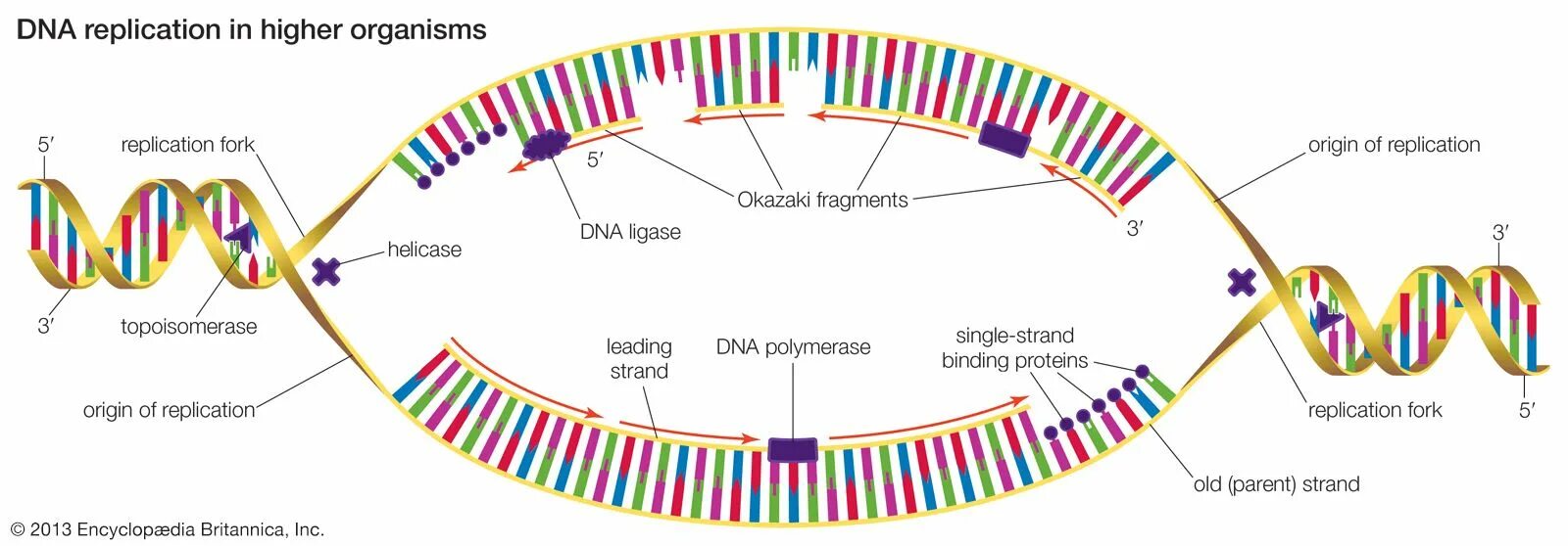 Репликация ДНК. Оказаки репликация ДНК. Схема репликации ДНК лидирующая цепь. ДНК полимераза репликация ДНК.