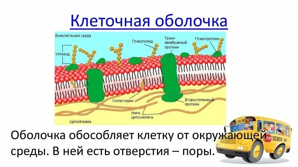 Из чего состоит оболочка клетки. Клеточная оболочка. Клеточная мембрана. Клеточная оболочка и клеточная мембрана. Клеточная оболочка растительной клетки.