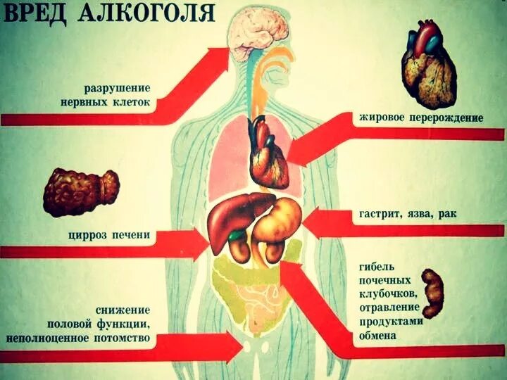 Что будет с организмом если бросить пить