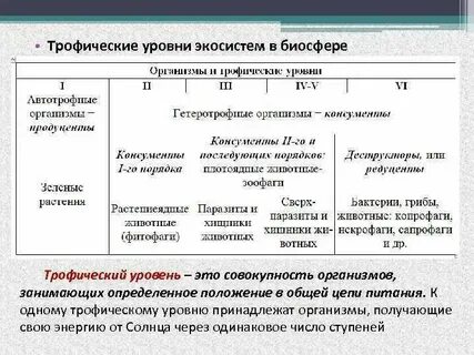 Трофические уровни первичной продукции
