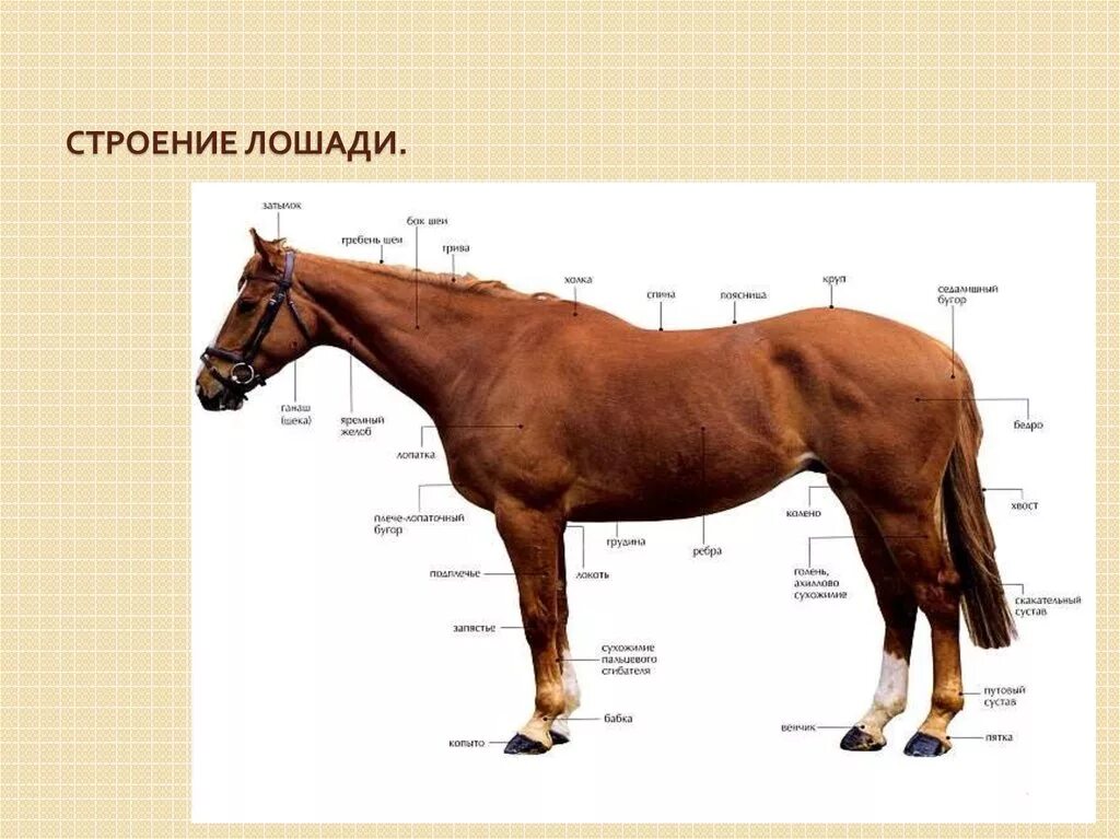 Какая длина лошади. Строение лошади. Строение тела лошади. Внутреннее строение лошади. Внешняя анатомия лошади.