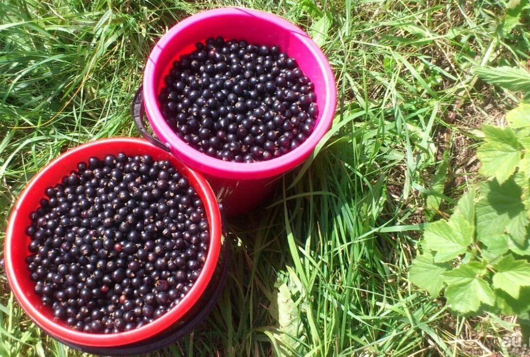 Ведро смородины. Черная смородина в ведре. Черная смородина в ведре. Ведро смородины. Черная смородина в ведре.