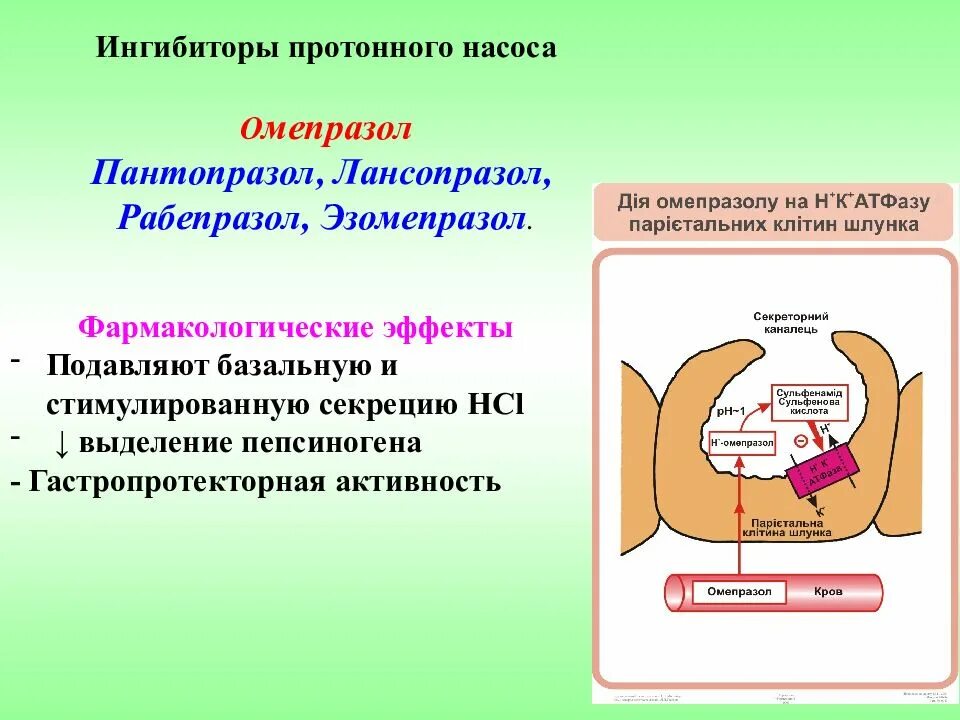 Антральный отдел желудка. Протонный насос. Ингибиторы секреции соляной кислоты ингибиторы протонной помпы. Протонная помпа. Протонный насос желудка.