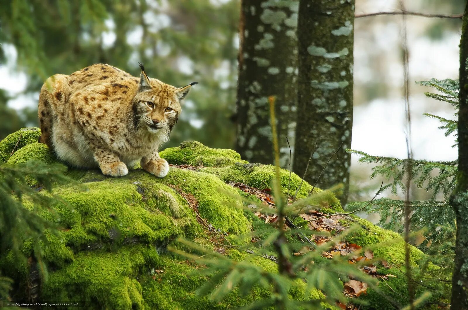 тигр зимой. дальний восток уссурийская тайга. в уссурийских лесах живет удивительный. в уссурийских лесах живет удивительный. в уссурийских лесах живет удивительный.