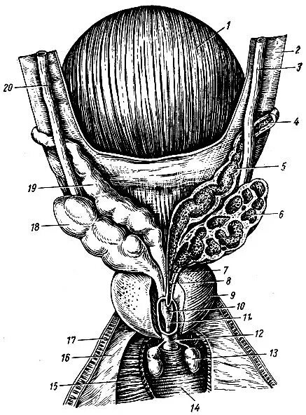 Семенные пузырьки железы. Предстательная железа и семенные пузырьки анатомия. Мочевой пузырь анатомия топография. Мочевой пузырь предстательная железа анатомия. Предстательная железа анатомия топография.