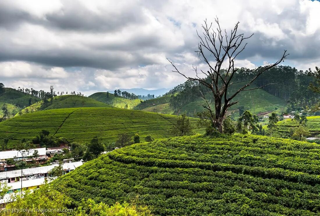 Нувара элия. Чайные плантации нувара элия. Шри ланка горный курорт нувара=элия. Нувара элия плантации чая. Шри ланка горный курорт нувара=элия.