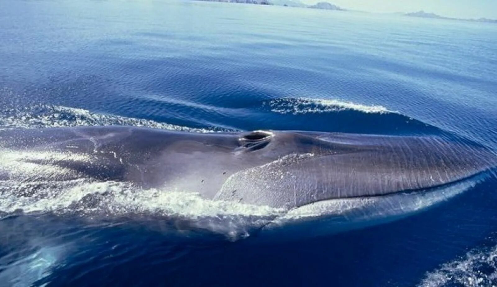 Финвал (balaenoptera physalus). Финвал (balaenoptera physalus). Сейвал и финвал. Финвал сельдяной кит. Сельдяной кит 6.