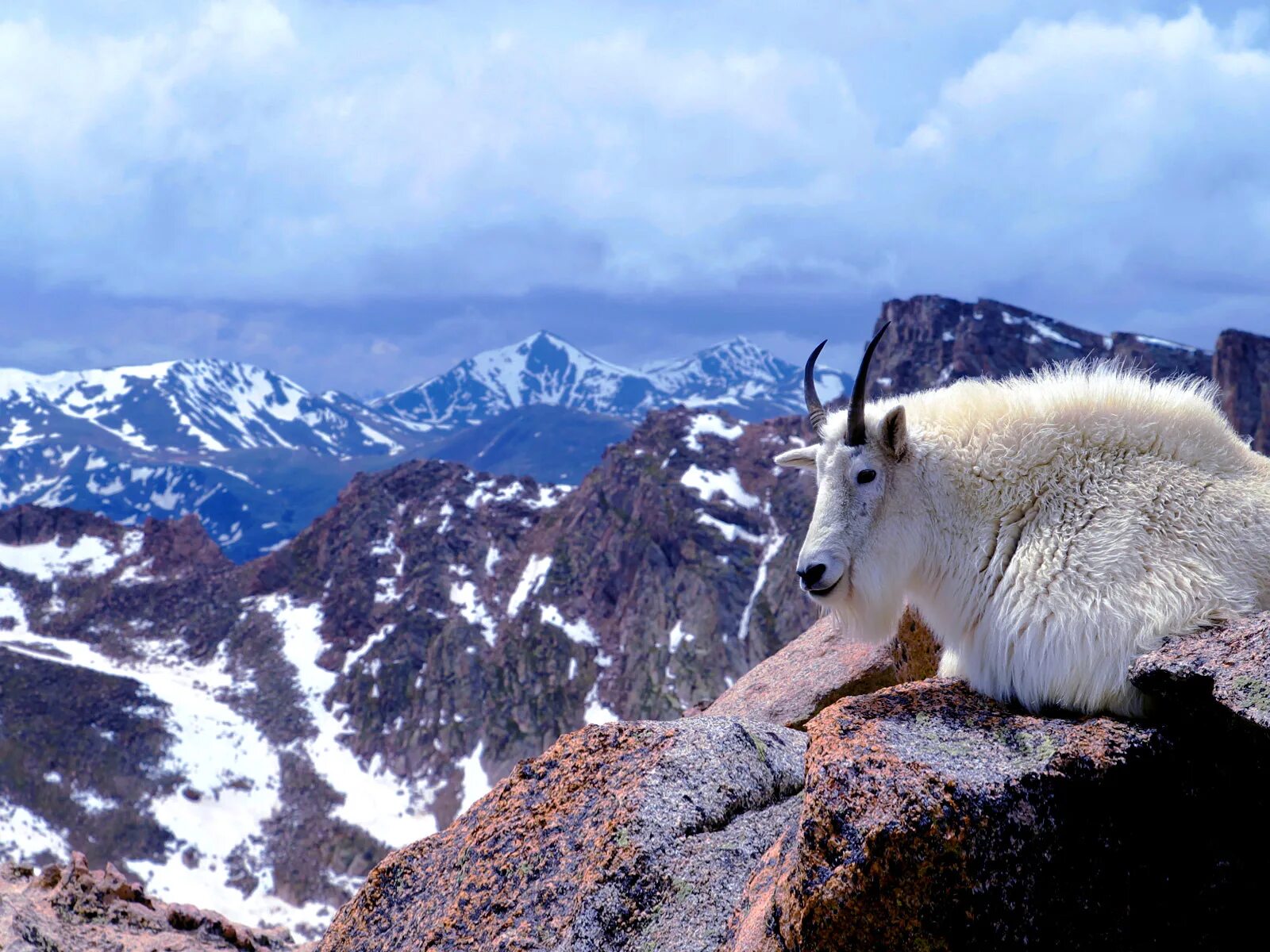 Горный козел Карачаево Черкесия. Горный козел скалистых гор. Плато Путорана животные. Снежная коза Харрингтона.